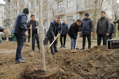 Яна тунда  миллирд сўмлик дарахтлар  кесиб кетилди