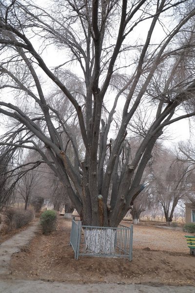 Чимбой туманида 144 ёшли  дарахтлар давлат  муҳофазасига олинди