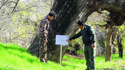 «Туркман» қишлоғидаги  500 ёшли  дарахтлар
