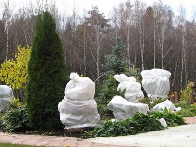 “Яшил макон” умуммиллий дастури доирасида экилган манзарали дарахт-бута кўчатларини “қорасовуқ” уришидан ҳимоя қилиш бўйича нималар қилиш керак?