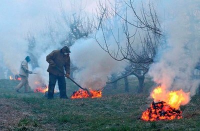 “Қорасовуқ”да боғбонларга тавсиялар