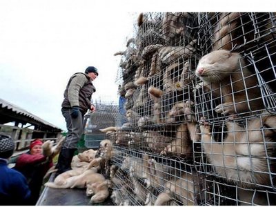 Ҳайвонларни сақлаб  қолмоқчимисиз? Мўйнали кийимлардан воз кечинг!