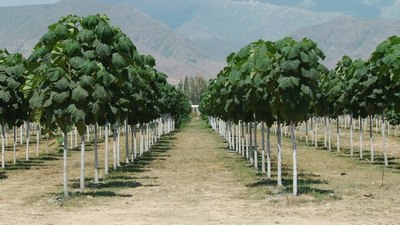 XXI аср  эко дарахти