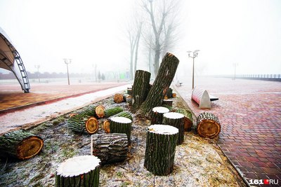 Дарахт экмадинг, нега  нолийсан?