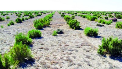 Юлғун ва саксовулга  эътибор зарур