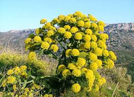 Кавракдан фойдаланишга мораторий қонунчилик орқали мустаҳкамлаб қўйилди