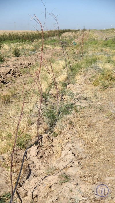 Савоб олмоқчимисиз дарахт экинг, соғлом бўлмоқчимисиз дарахт экинг, нима қилсангиз қилинг дарахт экинг