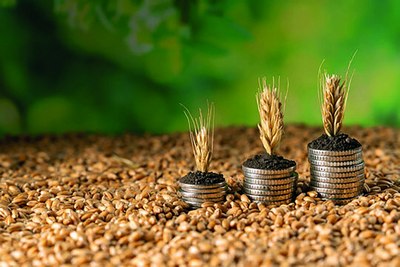 Сара уруғ муаммоси  қандай ҳал этилади?