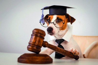 Ҳайвонларда ҳам  ҳуқуқ бор