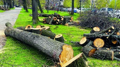 Дарахт кесганларга нисбатан жазо  кучайтирилмоқда