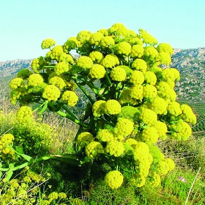 Ўсимликлар  муҳофазаси  кучайтирилмоқда