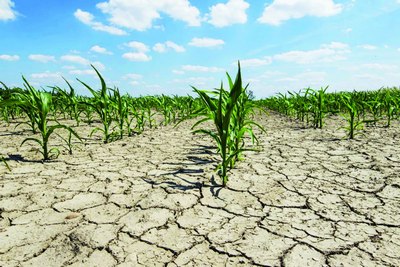 Сув танқислиги  хавфи ошмоқда,  айрим  экинлардан воз  кечиш керак