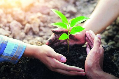 Бир кунда 100 000 та дарахт экиш мумкинми?