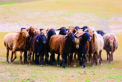 Қурбонликка сўйилган  қўй терисини  қаерга ташлайсиз?