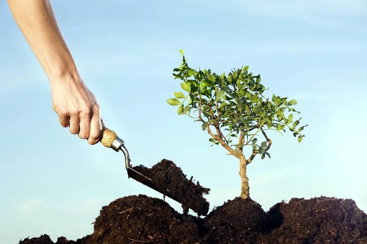 Ёзнинг қоқ чилласида кўчирилган  17 туп чинор тақдирига ким жавобгар?