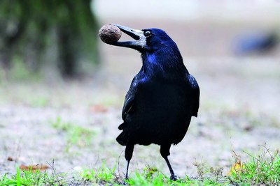 Миришкор  қушлар