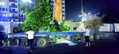 Ёзнинг қоқ чилласида кўчирилган  17 туп чинор тақдирига  ким жавобгар?