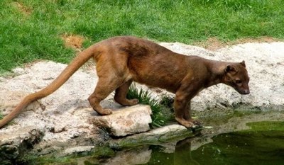 Ноёб ҳайвон