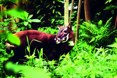 Сирли  Жонзот