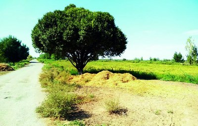 Ноёб табиат ёдгорлиги  нега эътибордан  четда қолмоқда?