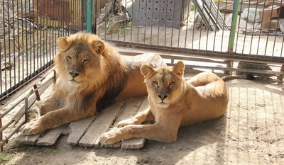 Айрим ёввойи ҳайвонларни  уйда сақлаш тақиқланмоқда