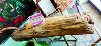 Дунёдаги уч  ноёб экспонатдан бири –  бизда!