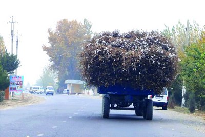Ғўзапояни  одамларга беринг, жаноб фермер!