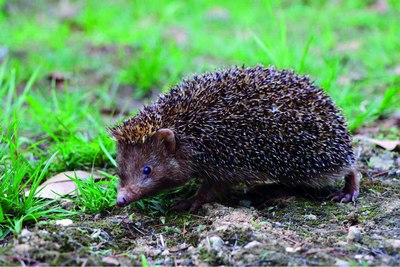 Хитойда типратиканнинг янги тури кашф этилди