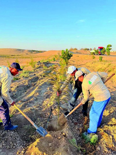 Ғузор чўллари бағрида  яшил майдонлар  нефт ва газ кластерининг яшил қалқонига айланади