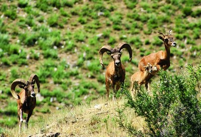 Олқор куни  ёхуд «Қизил китоб»га  киритилган ноёб жониворни муҳофаза қилиш тўғрисида баъзи мулоҳазалар