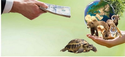 Пулланаётган  ҳайвонлар  табиат мувозанатини  издан чиқармоқда