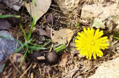 Сариосиё тоғларида  қоқиўт гуллади