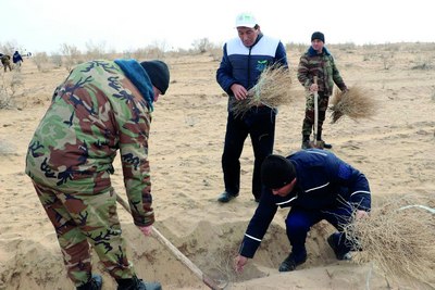 Қизилқумда  10 минг туп  саксовул экилмоқда