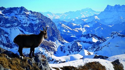 Қаҳратонда жонзотларга ғамхўрлик