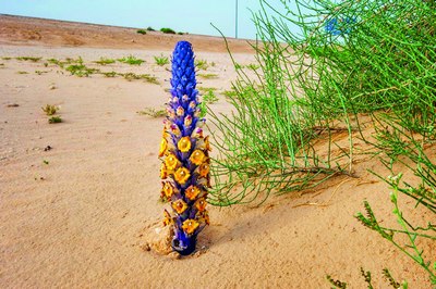 Цистанхе – чўл  ўсимликларининг маликаси