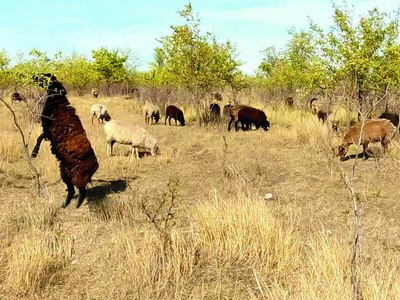 Чўпонлар,  ҳушёр  бўлинг!