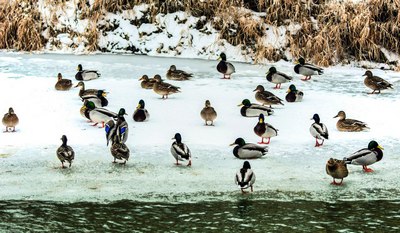 «Ўрдак  қирғини» нима?