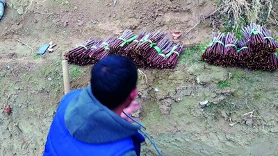 «Яшил макон» арафасида:  Табиатни алдашга  уринмайлик ёхуд рақамлар ва ҳақиқат орасидаги изтироблар