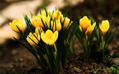 Наврўзнинг    арзанда қизи