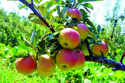 Боғдорчиликнинг қаловини  топаётганлар