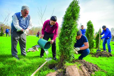 Манзарали дарахт экиш ва парваришлаш бўйича  тавсиялар