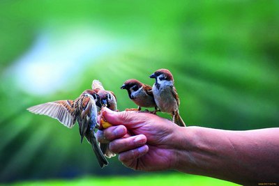 Осмонда учади, аммо ерни  ҳимоя қилади
