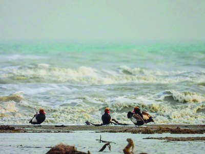 Қушлар саноғи  ўтказилди