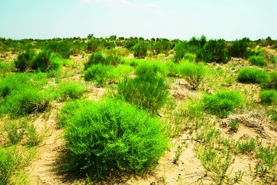 Оролқумда  олам яшнамоқда