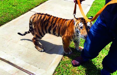 «Қўшним  йўлбарс боқмоқда...»