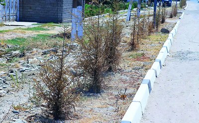 Кўчатлар экилди, уларнинг кейинги  тақдири-чи?..