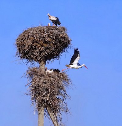 Олимдан тўртта таклиф:  табиатни асрашни ўзимиздан  бошлашимиз керакми?