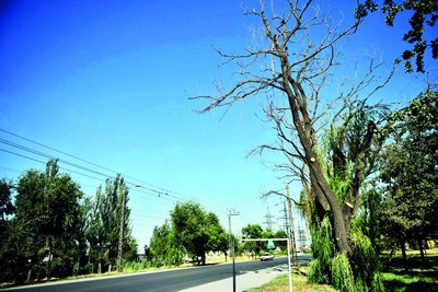 Рухсатнома бор,  аммо дарахт кесилмаяпти