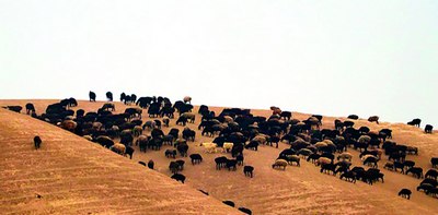 Яйловлар хавф остида