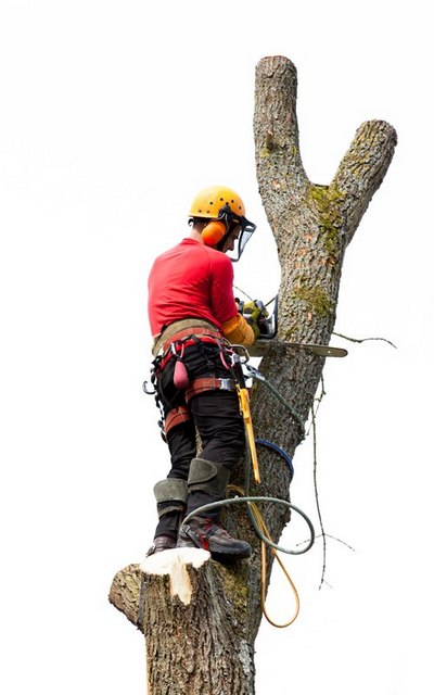 Шаҳарлар «ўпкаси» –  яшиллик ҳаммага керак,  катта қурилишларни тўхтатмаётган  мутасаддиларга-чи?
